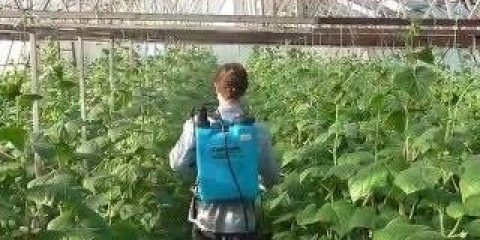 Kako obraditi krastavce u stakleniku